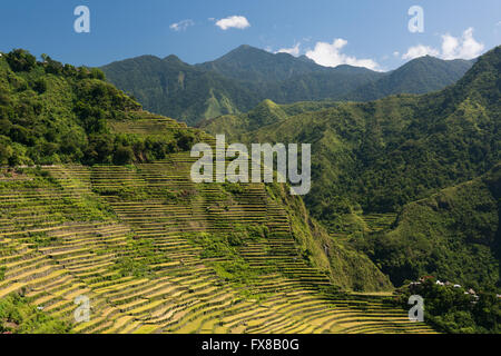 Batad rizières en terrasse à Ifugao, Philippines. Banque D'Images