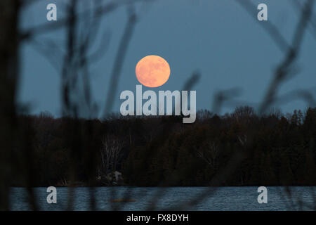 Près d'une pleine lune se lève au-dessus de l'horizon en Erinsville, en Ontario, le jeudi 24 décembre, 2015. Banque D'Images