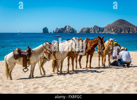 Cabo San Lucas, Mexique - avril 27/2016 : UN vaquero mexicain tend à ses chevaux sur une plage resort de Cabo San Lucas. Banque D'Images