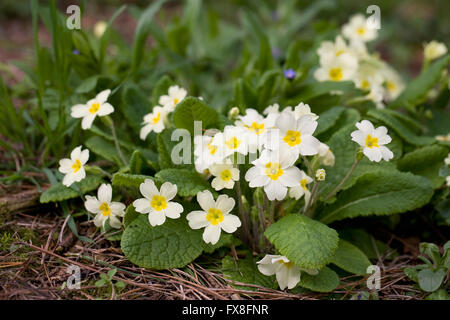 Primula vulgaris dans les bois. Une touffe de primevères. Banque D'Images