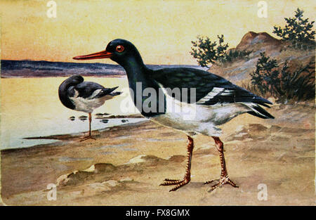 Carte postale imprimée en Suède montre - Haematopus ostralegus Eurasian Oystercatcher,vers 1920 Banque D'Images