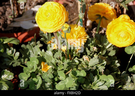 Ranunculus asiaticus, Perse, renoncule, Ranunculaceae jardin populaire enracinée tubéreuse herbe ornementales, fleurs doubles Banque D'Images