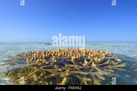 Un corail Bommie ou rocheux sur le récif entourant une île tropicale au large des côtes de l'Australie. Banque D'Images