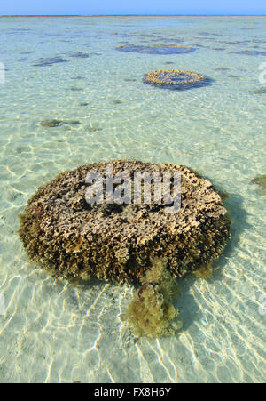 Un corail Bommie ou rocheux sur le récif entourant une île tropicale au large des côtes de l'Australie Banque D'Images