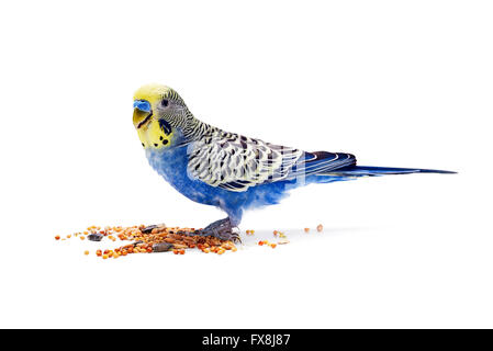 budgie manger sur fond blanc Banque D'Images