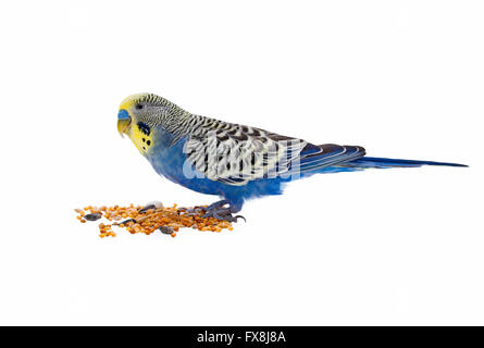 budgie manger sur fond blanc Banque D'Images