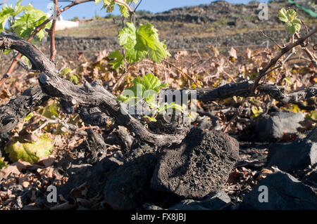 Les vignes vigne vigne vignoble vignes vignes canaries canaries île isle isles court faible sur une colline sid Banque D'Images