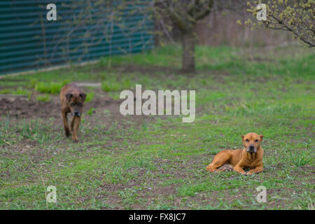 Deux pit bull se reposant dans le jardin Banque D'Images