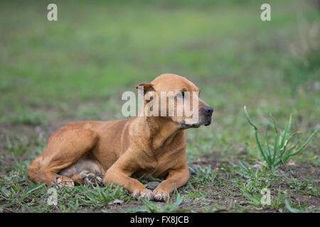 Pit-bull rouge allongé sur la pelouse Banque D'Images