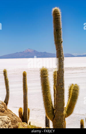 À l'Île Incahuasi Cactus dans le désert de sel de Uyuni, Bolivie Banque D'Images