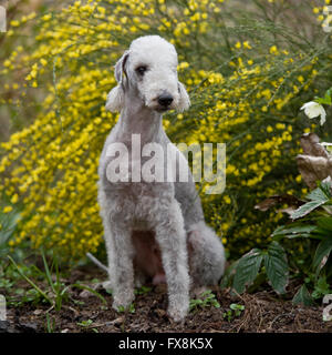 Bedlington terrier Banque D'Images