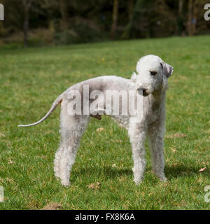 Bedlington terrier Banque D'Images