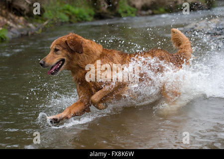 Golden retriever dans une rivière Banque D'Images