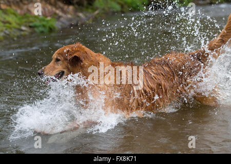 Golden retriever de sauter dans l'eau Banque D'Images