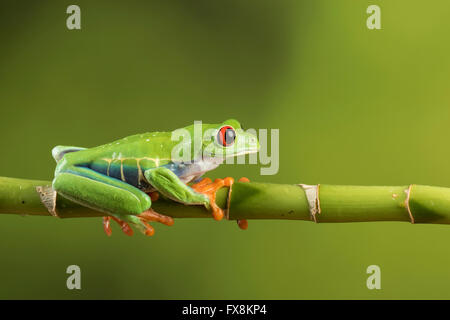 Red eyed tree frog sitting on branch Banque D'Images