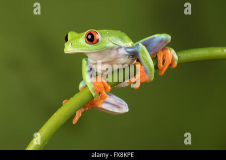 Red eyed Tree Frog assis sur une branche de bambou avec un fond vert - studio image Banque D'Images