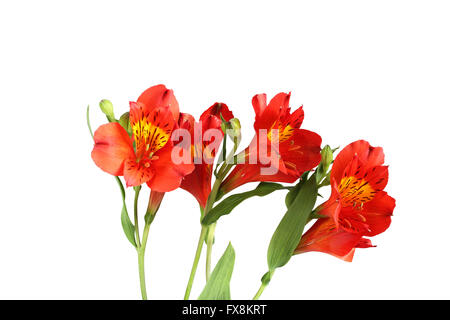 L'alstroemeria rouge fleurs sur fond blanc Banque D'Images