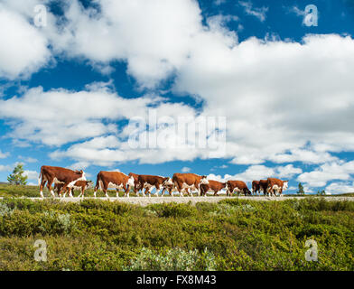 Troupeau de vaches rouges norvégiennes marchant librement sur une petite route dans la campagne. Banque D'Images