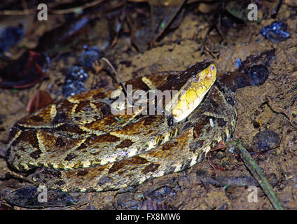 Fer-de-lance, terciopelo, Bothrops asper une espèce de serpent venimeux Pit Viper Banque D'Images