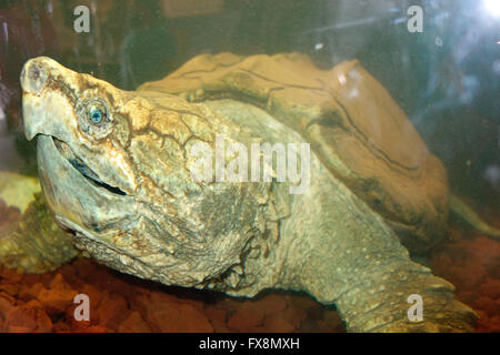 La tortue alligator (Macrochelys temminckii) est un des plus lourds de tortues d'eau douce dans le monde Banque D'Images