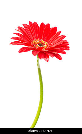 Fleur gerbera rouge isolé sur fond blanc Banque D'Images