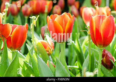 Belle tulipe tulipes Orange orange.dans le jardin. Banque D'Images