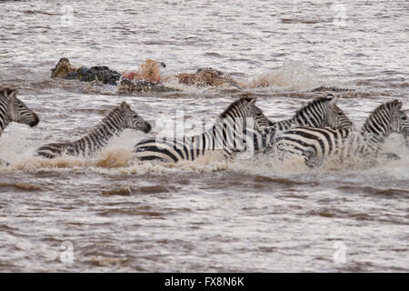 Les zèbres attaquent Crocodile dans l'eau en traversant la rivière Mara au cours de la grande migration annuelle dans le Masai Mara, l'Afrique Banque D'Images