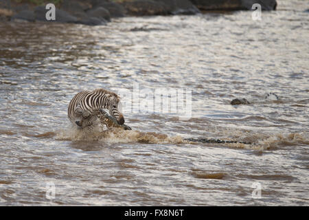 Les zèbres attaquent Crocodile dans l'eau en traversant la rivière Mara au cours de la grande migration annuelle dans le Masai Mara, l'Afrique Banque D'Images