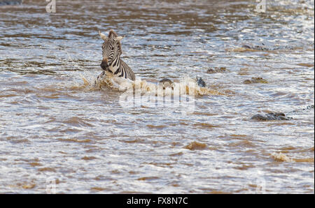 Les zèbres attaquent Crocodile dans l'eau en traversant la rivière Mara au cours de la grande migration annuelle dans le Masai Mara, l'Afrique Banque D'Images