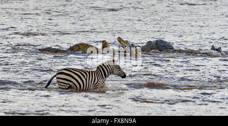 Les zèbres attaquent Crocodile dans l'eau en traversant la rivière Mara au cours de la grande migration annuelle dans le Masai Mara, l'Afrique Banque D'Images