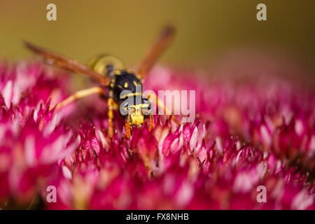 Wasp sur une fleur dans la macro shot Banque D'Images