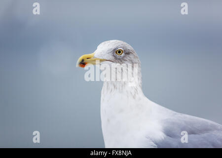 Portrait de mouette sur un quai sur la mer Baltique Banque D'Images