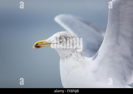 Portrait de mouette sur un quai sur la mer Baltique Banque D'Images