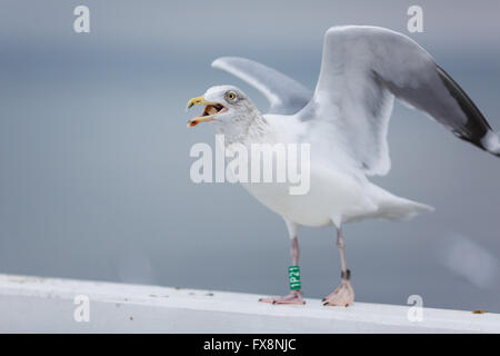 Portrait de mouette sur un quai sur la mer Baltique Banque D'Images