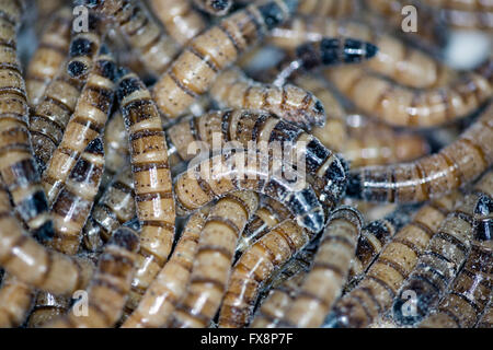 La production à grande échelle des insectes comestibles (vers de farine) en Hollande Banque D'Images