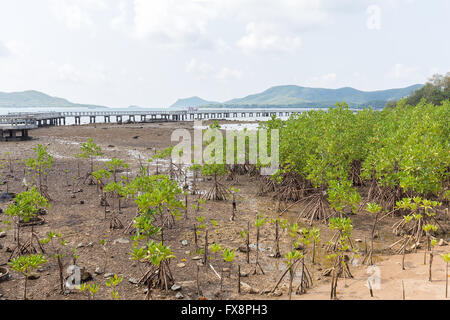 Vert feuille les palétuviers poussent sur la plage ou l'eau saumâtre humide forêt de mangrove en Thaïlande. Banque D'Images