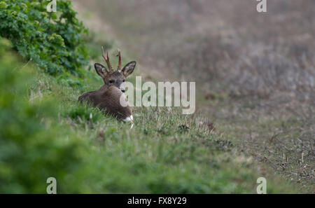 Le Chevreuil (Capreolus capreolus)-Buck, également connu sous le nom de chevreuil de l'Ouest prend du repos. Au printemps. Uk Banque D'Images