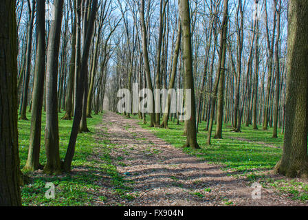 Chemin de la forêt, les jeunes feuilles en Roumanie Banque D'Images