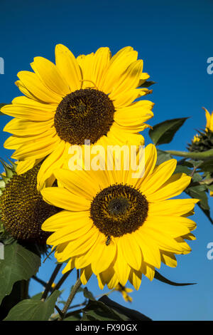 Les tournesols jaune vif contre ciel bleu profond Banque D'Images