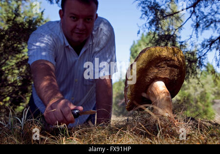 Une coupe boletus edulis, Los Ángeles de Pinar, Soria. Castille-leon. Espagne Banque D'Images