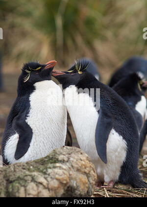 Gorfous sauteurs (Eudyptes chrysocome) Banque D'Images