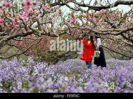 Tianjin. 13 avr, 2016. Les visiteurs sous selfies Peach Blossoms dans Chagugang Ville de Wuqing District dans le nord de la Chine, Shanghai, le 13 avril 2016. Un festival des fleurs de pêcher il y a eu lieu. Credit : Lian Yi/Xinhua/Alamy Live News Banque D'Images