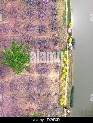 Tianjin. 13 avr, 2016. Photo prise le 13 avril 2016 montre une vue aérienne d'une terre de Peach Blossoms dans Chagugang Ville de Wuqing District de Tianjin en Chine du nord. Un festival des fleurs de pêcher il y a eu lieu. Credit : Yue Yuewei/Xinhua/Alamy Live News Banque D'Images