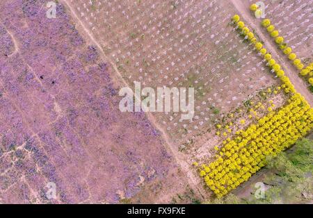 Tianjin. 13 avr, 2016. Photo prise le 13 avril 2016 montre une vue aérienne d'une terre de Peach Blossoms dans Chagugang Ville de Wuqing District de Tianjin en Chine du nord. Un festival des fleurs de pêcher il y a eu lieu. Credit : Yue Yuewei/Xinhua/Alamy Live News Banque D'Images