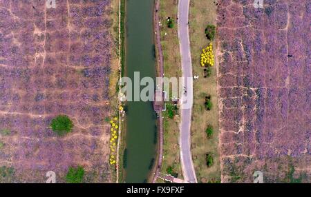 Tianjin. 13 avr, 2016. Photo prise le 13 avril 2016 montre une vue aérienne d'une terre de Peach Blossoms dans Chagugang Ville de Wuqing District de Tianjin en Chine du nord. Un festival des fleurs de pêcher il y a eu lieu. Credit : Yue Yuewei/Xinhua/Alamy Live News Banque D'Images