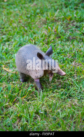 Le tatou, parc national de Corcovado, costa rica Banque D'Images