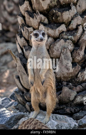 Meerkat Khao Kheow Open Zoo Si Racha Nr Pattaya Thaïlande S. E. Asie Banque D'Images