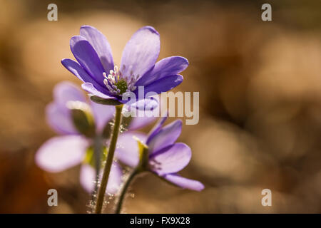 Belle macro shot offre de printemps fleurs violettes. Banque D'Images