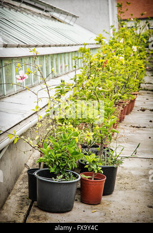 Différentes plantes en pot à l'orangerie près du palais Festetics. Keszthely, Hongrie, Zala. Thème jardinage. Banque D'Images