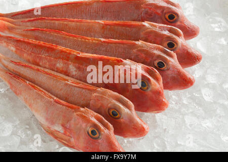 Variété de poissons crus gurnards rouge sur la glace Banque D'Images